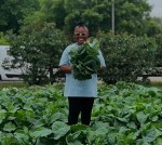 A smiling person stands amidst a healthy harvest of leafy greens, holding some up to the camera